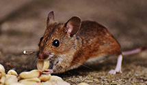 24 Hour & Emergency Exterminators in Dept Of Defense, VA